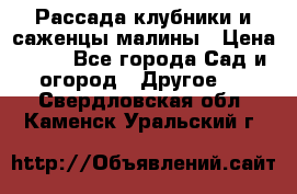 Рассада клубники и саженцы малины › Цена ­ 10 - Все города Сад и огород » Другое   . Свердловская обл.,Каменск-Уральский г.